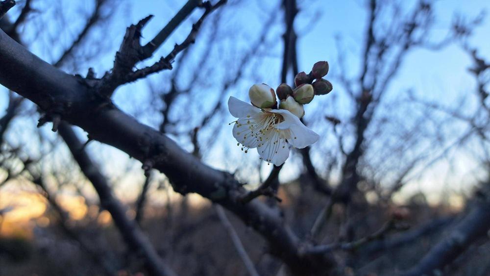 梅開花.jpg