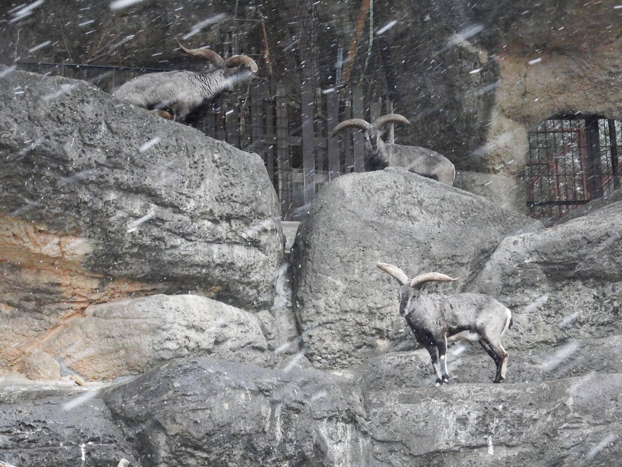 バーラル 吹雪.jpg