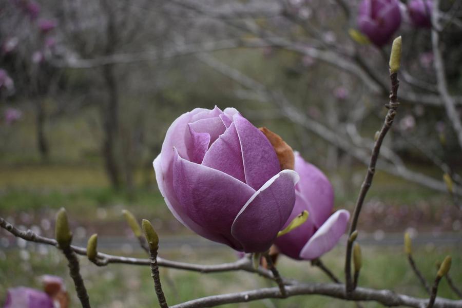 BBQ場近くモクレン (2).jpg