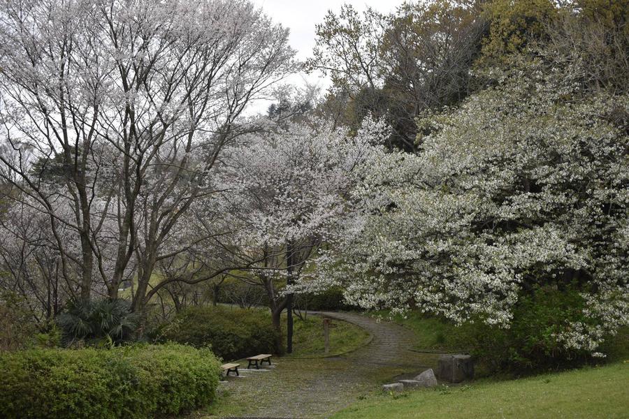 のんびり野原0330 (2).jpg