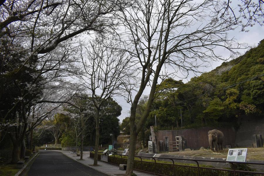 インドゾウ舎前0330 (2).jpg