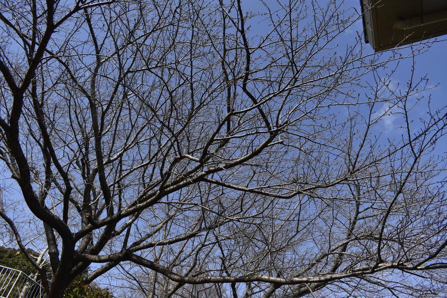 03062ソメイヨシノ冬芽.jpg