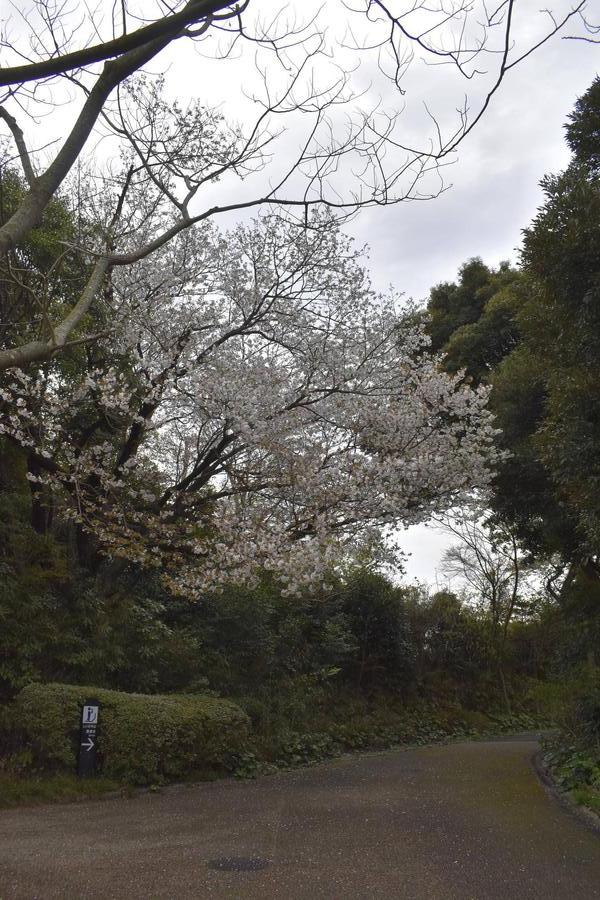 カンガルー展示場近くのソメイヨシノ0330.jpg