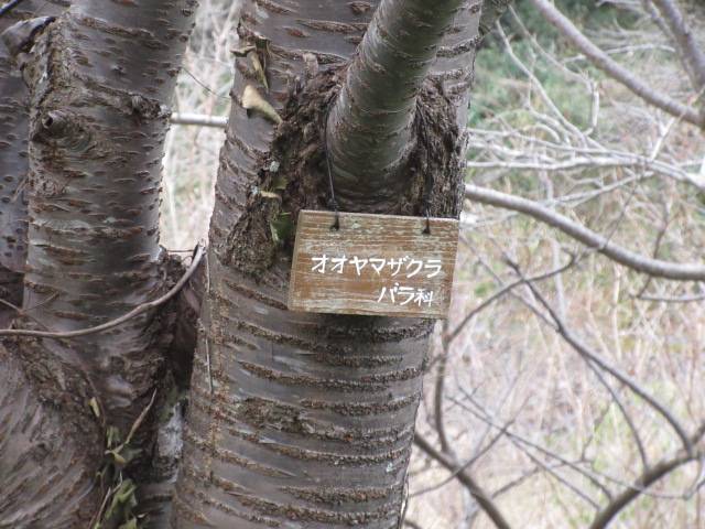 オオヤマザクラ (2).jpg