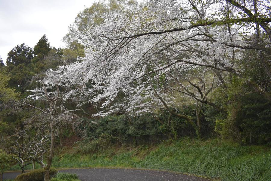 ソメイヨシノ梅林近く0330