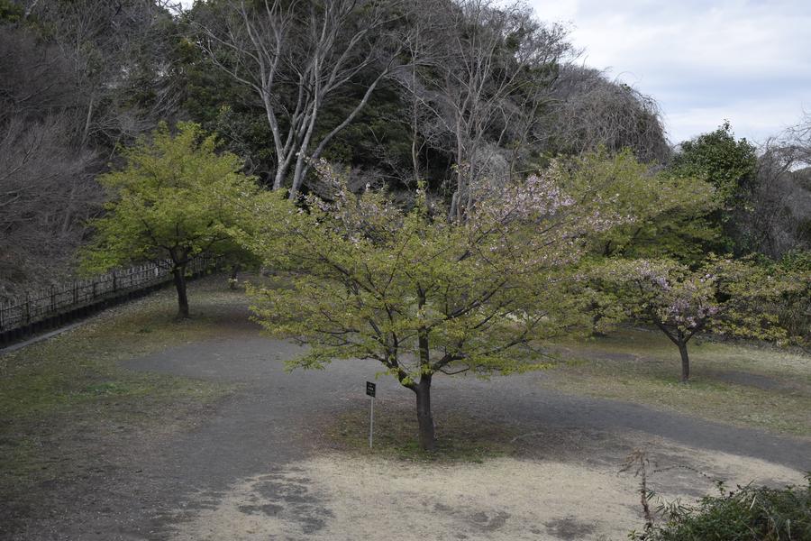 休憩広場河津桜.jpg