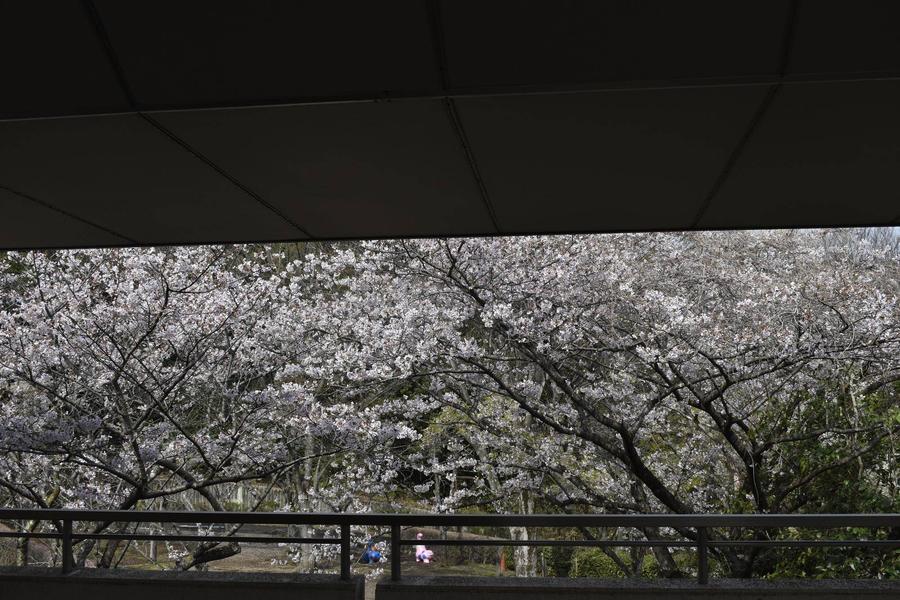 ユーラシア休憩所から見たソメイヨシノ0330.jpg