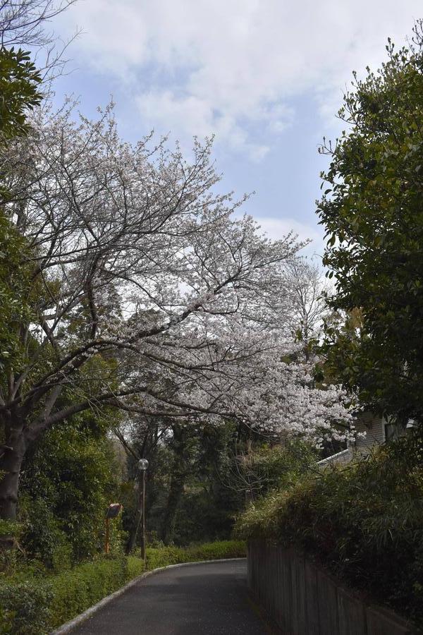 ニホンライチョウ舎前ソメイヨシノ0330.jpg
