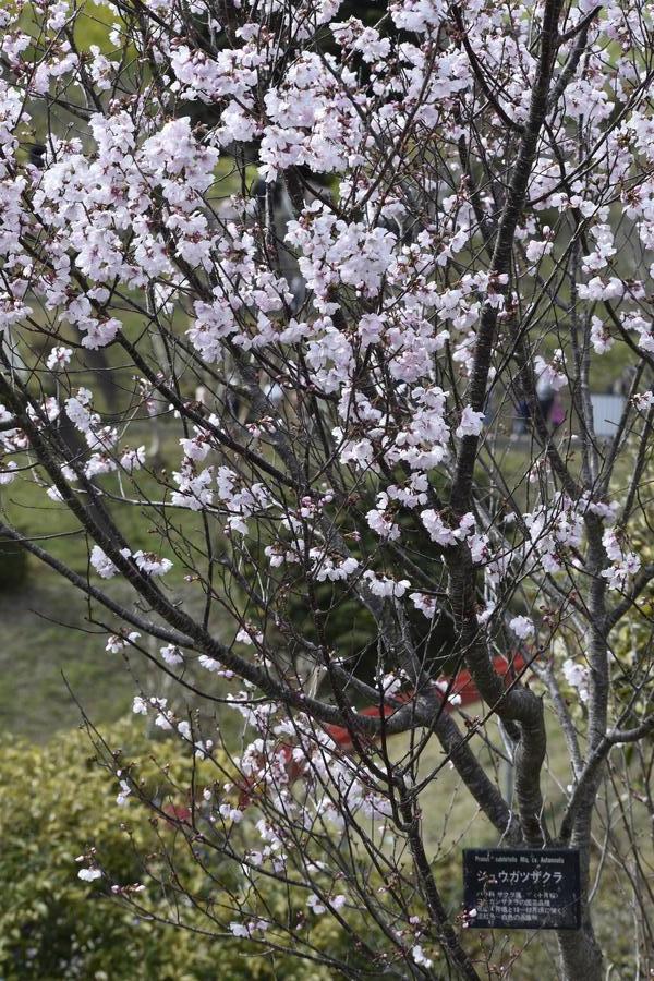 ジュウガツザクラ0322.jpg