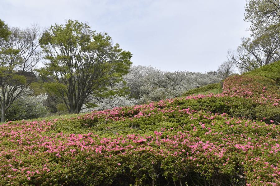 のんびり野原ツツジと桜0405.jpg