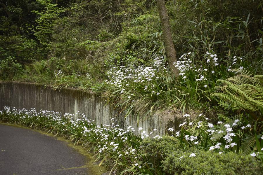 シャガ0413 (2).jpg