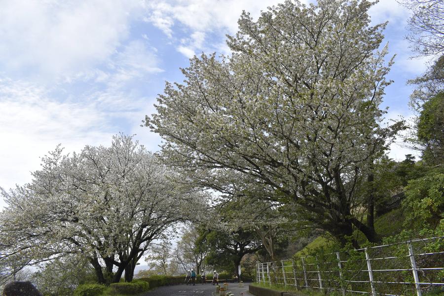 駐車場側から動物園入口に向かう道のオオシマザクラ0405.jpg