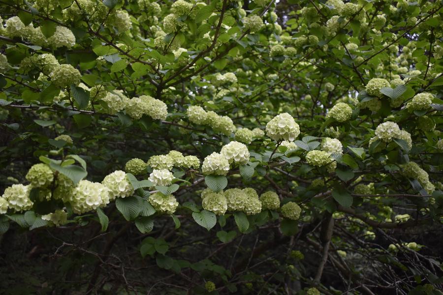 オオデマリ0413 (2).jpg