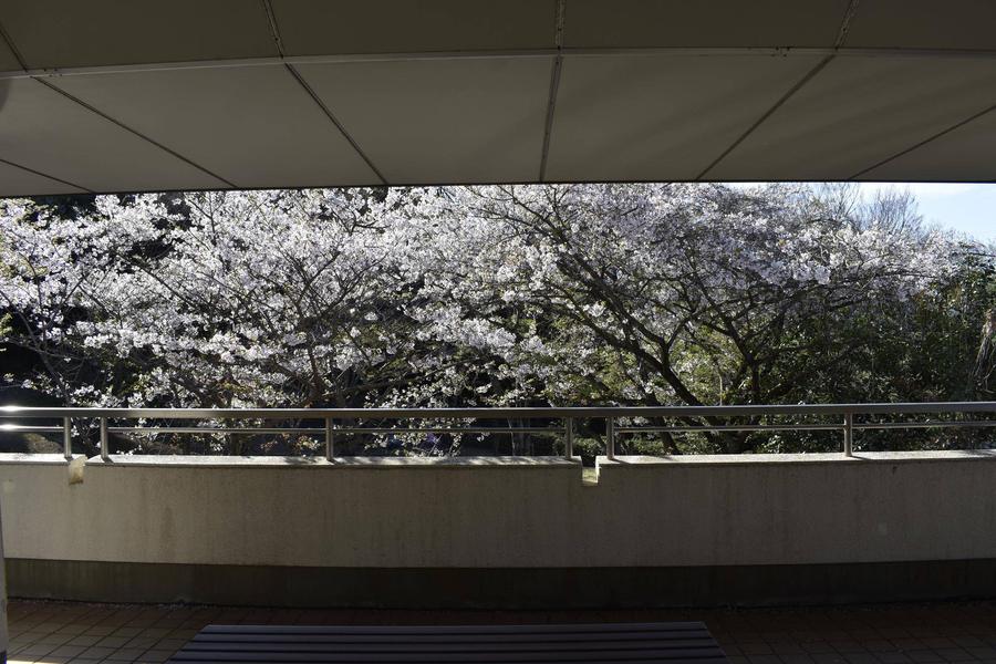 ユーラシア休憩所からの桜0403