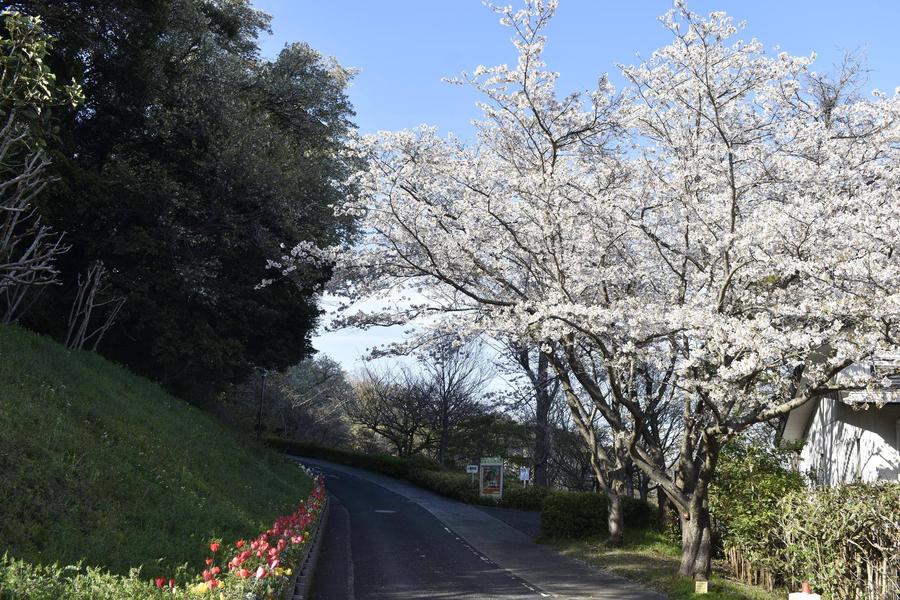 夏山口ソメイヨシノ0403