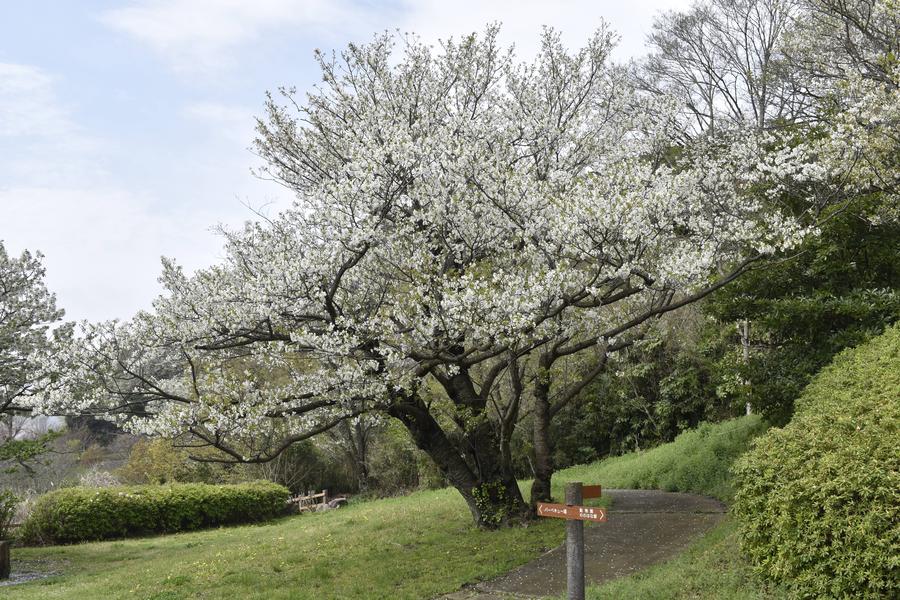 のんびり野原オオシマザクラ0405.jpg