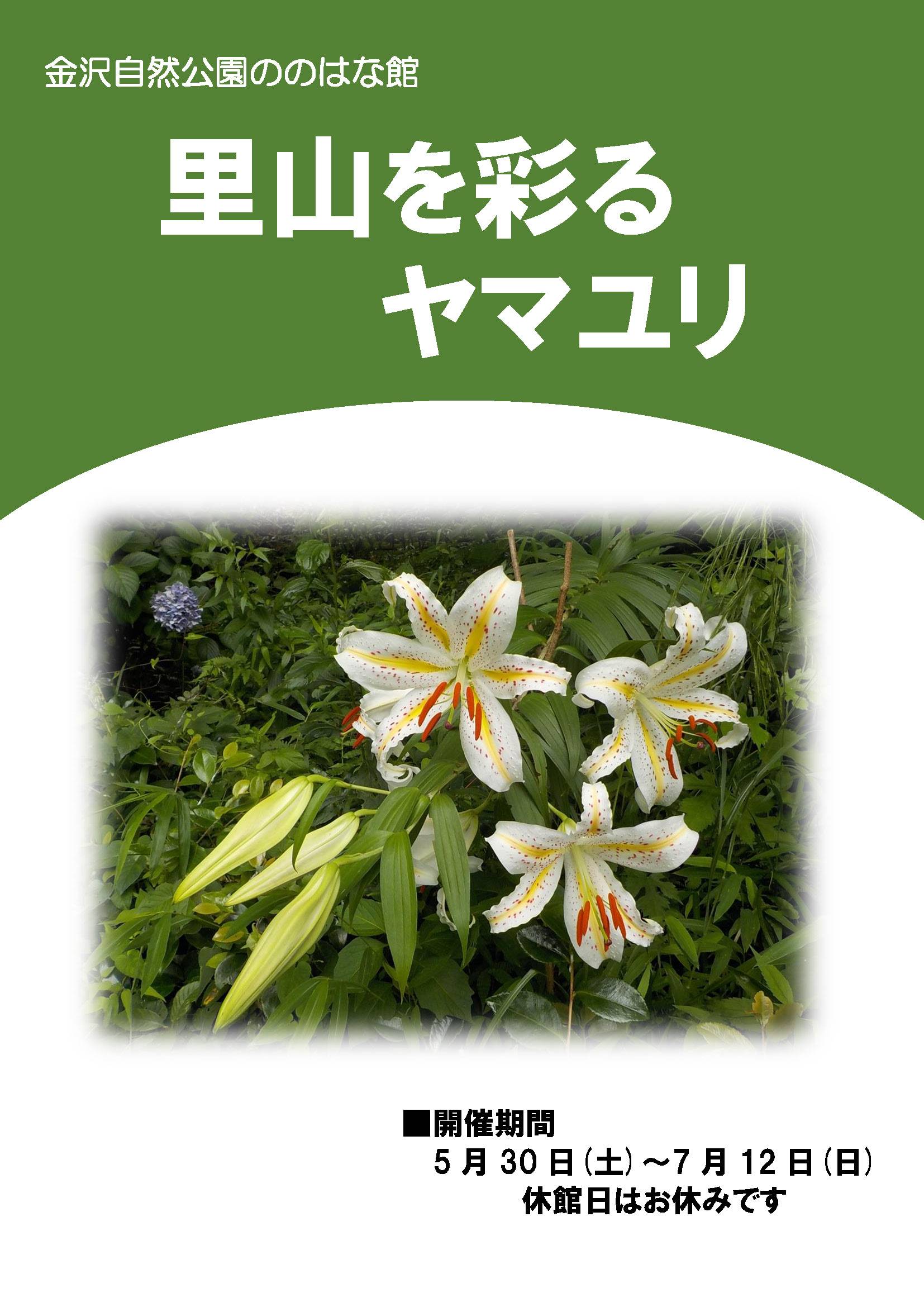 20260530ヤマユリ展　チラシ.jpg