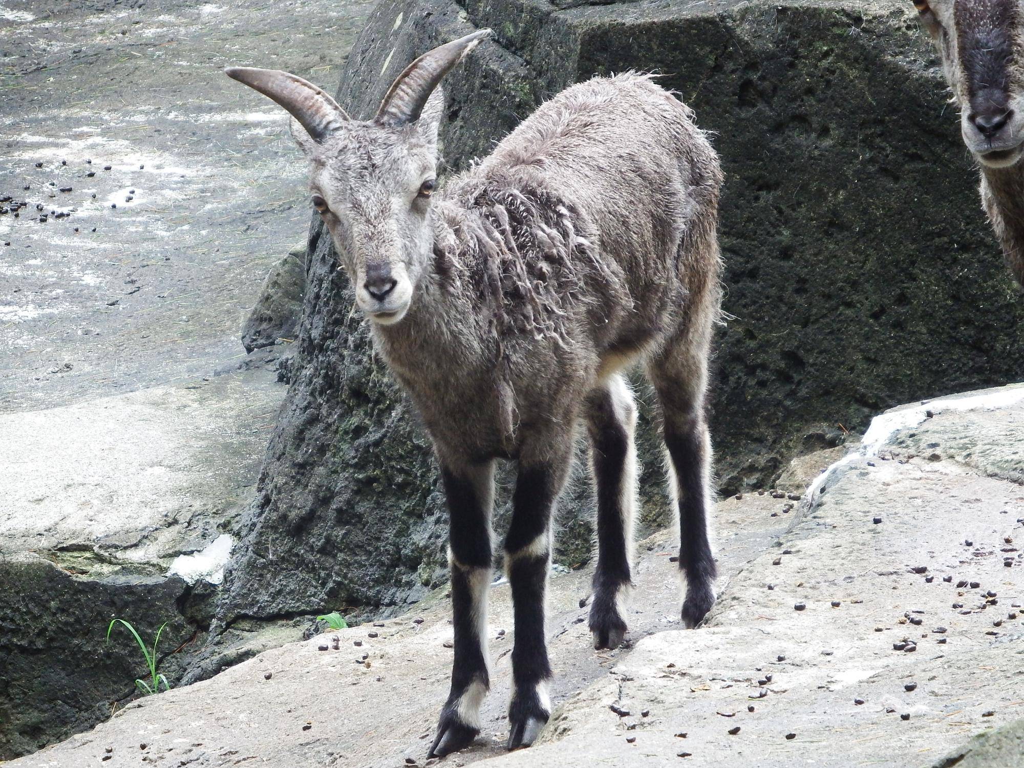 アトラス全体.jpg