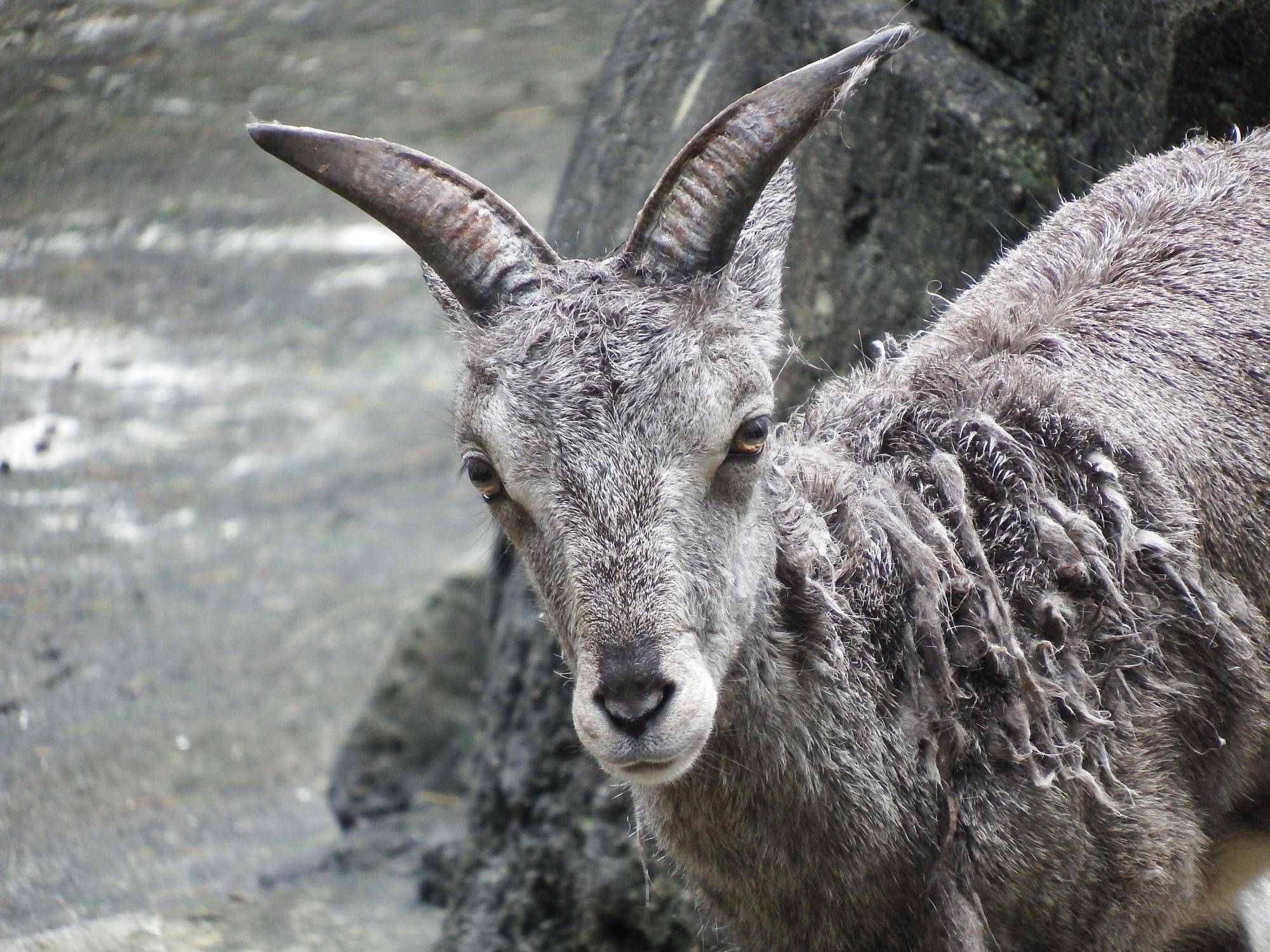 アトラス顔.jpg