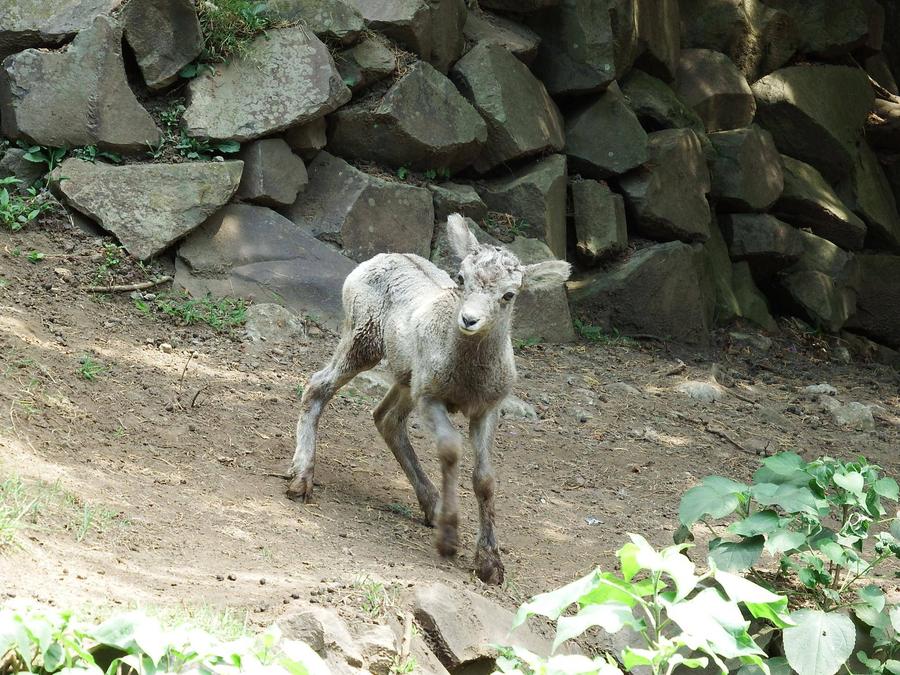 オオツノヒツジアメ公開