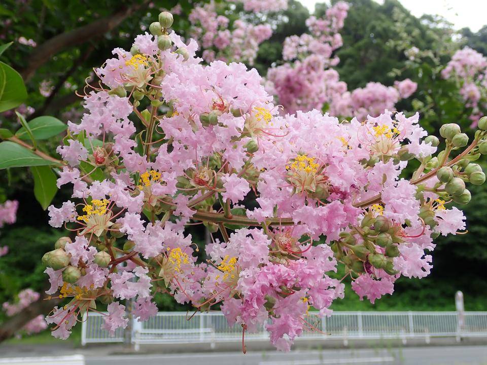 夏の花サルスベリ|花情報｜ブログ|金沢動物園公式サイト｜公益