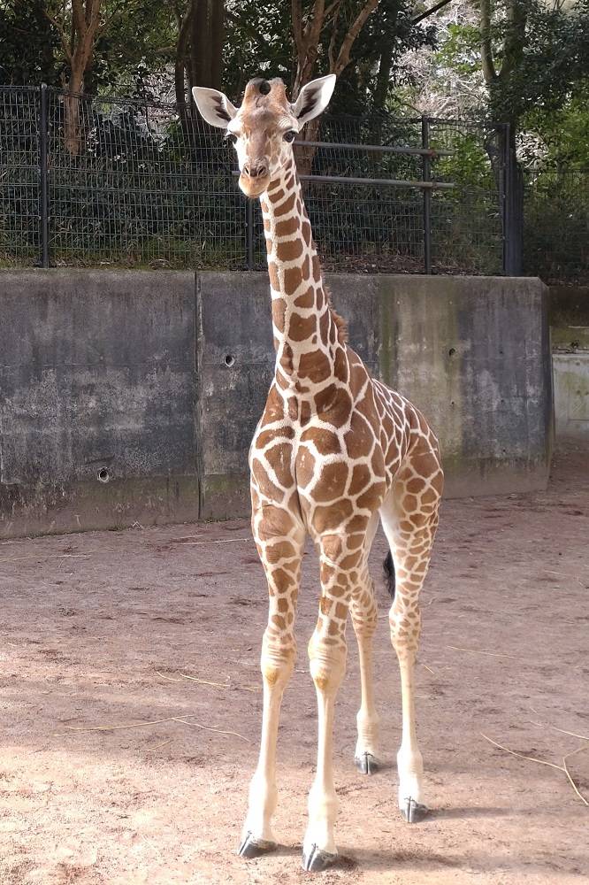 愛称投票始まります こぼれ話 金沢動物園公式サイト 公益財団法人 横浜市緑の協会