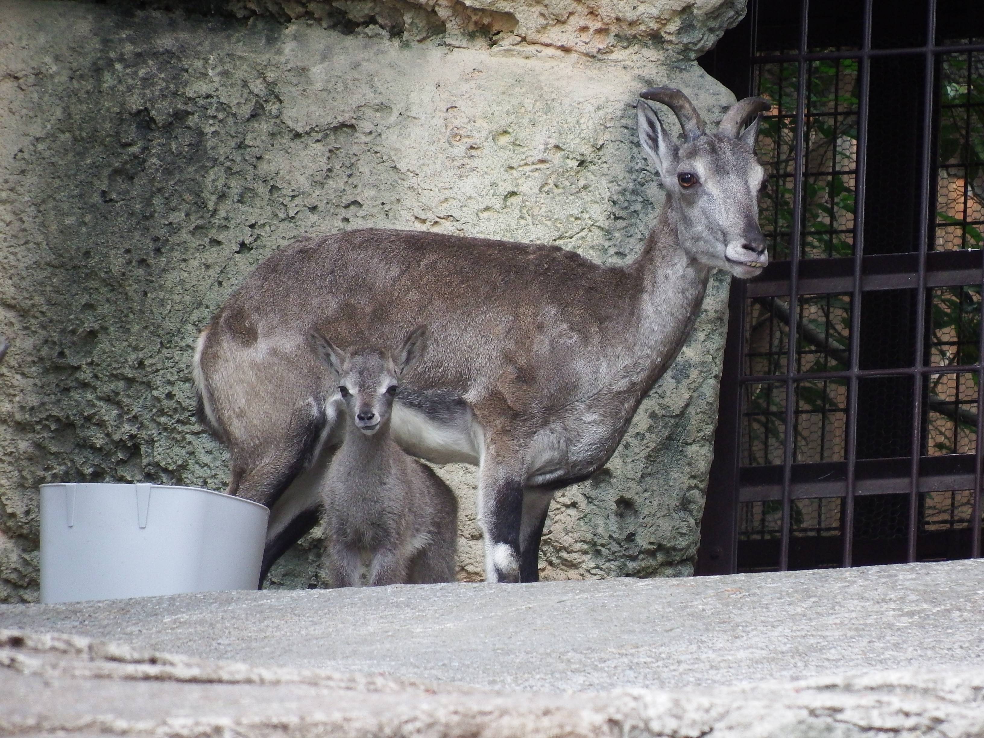 母の近くで観察中 (2).jpg