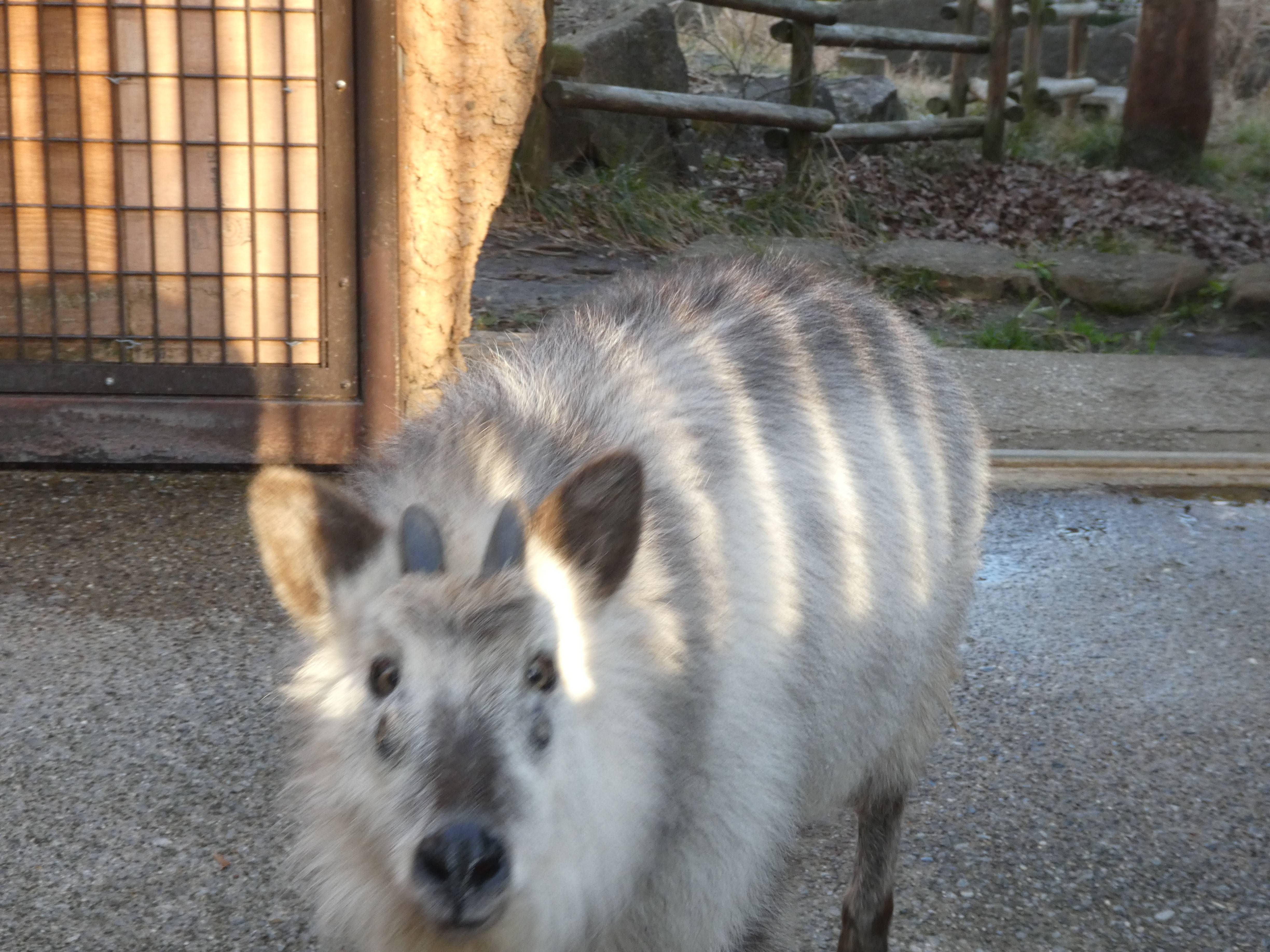 カモシカ迫る こぼれ話 金沢動物園公式サイト 公益財団法人 横浜市緑の協会 カモシカ迫る こぼれ話 金沢動物園公式サイト 公益財団法人 横浜市緑の協会