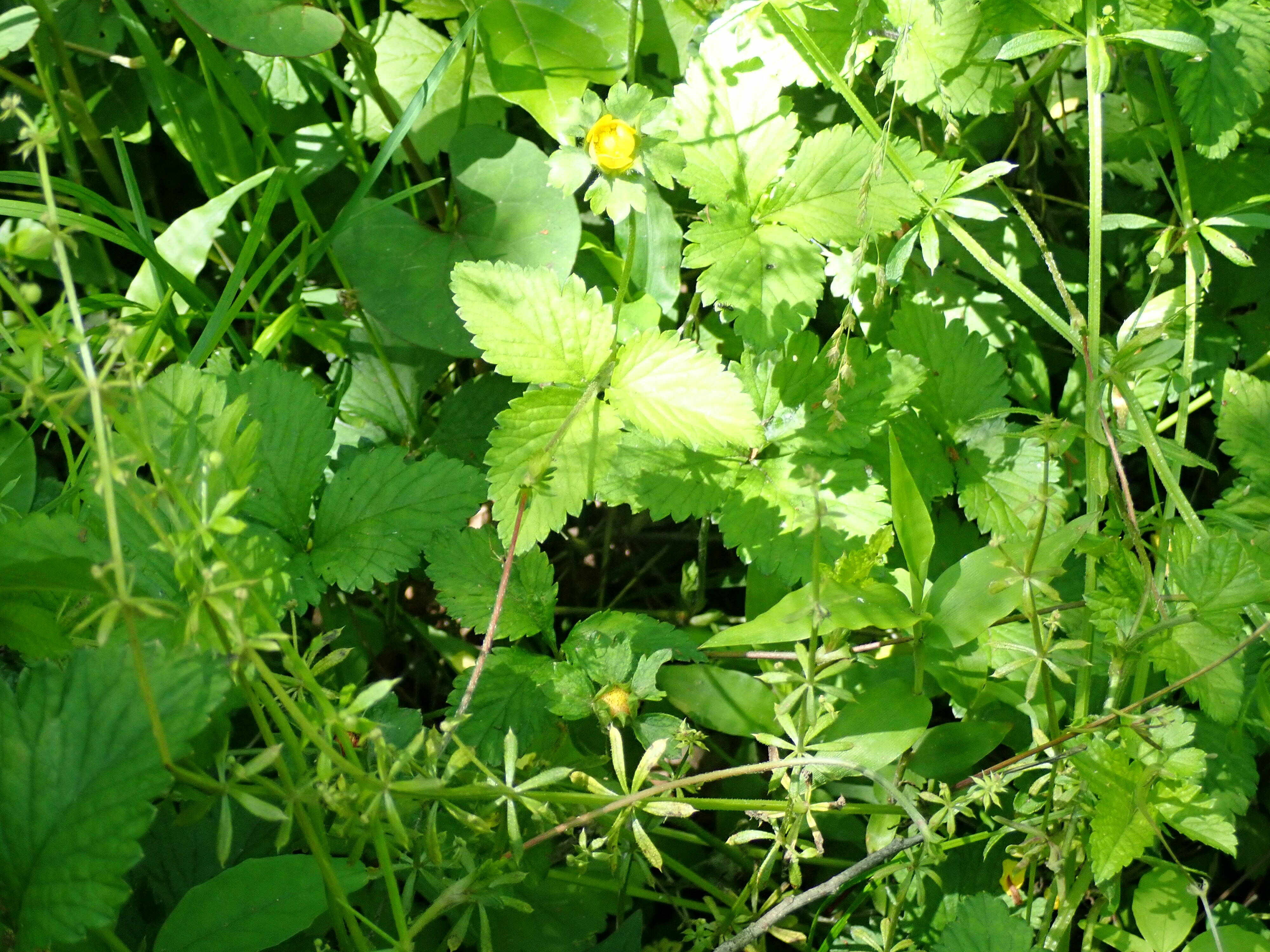 ha20190509-9 ヘビイチゴ.jpg