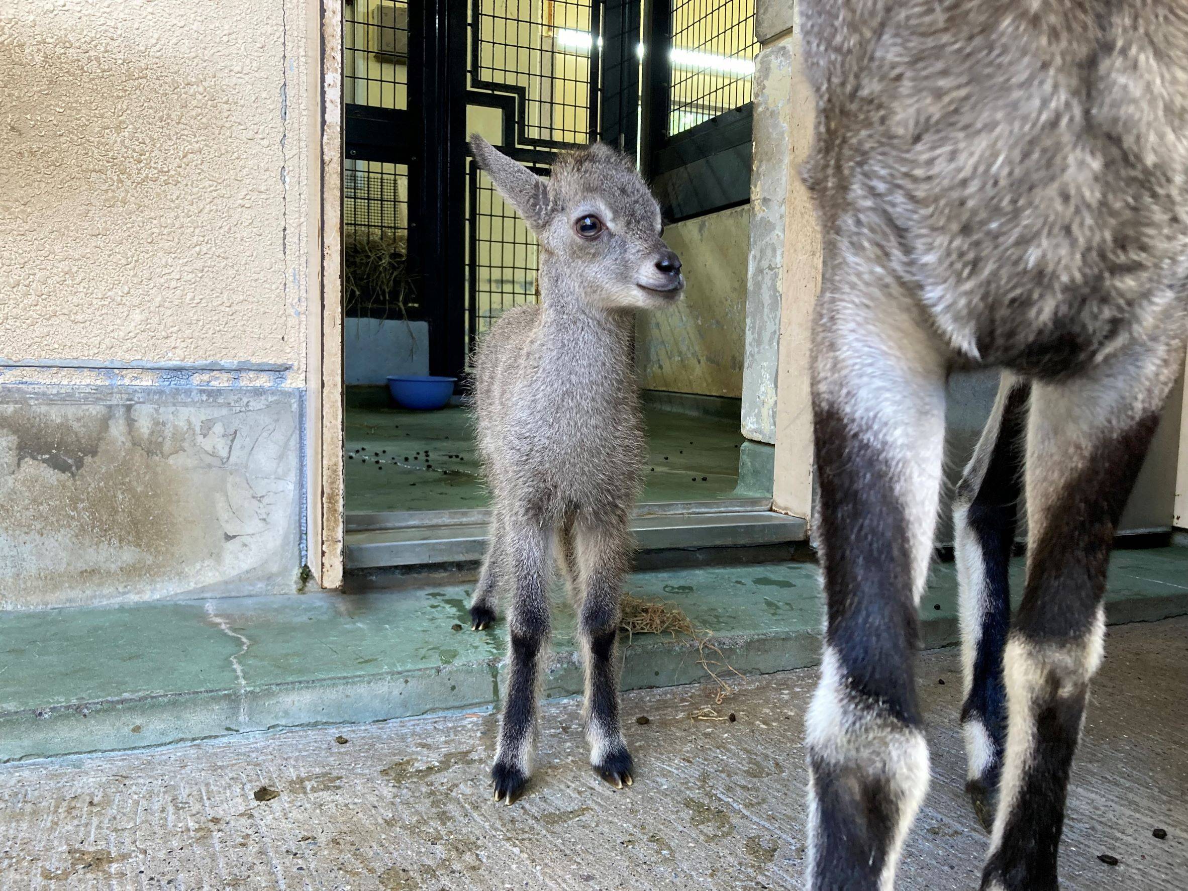 予備展示場ウルル (2).jpg