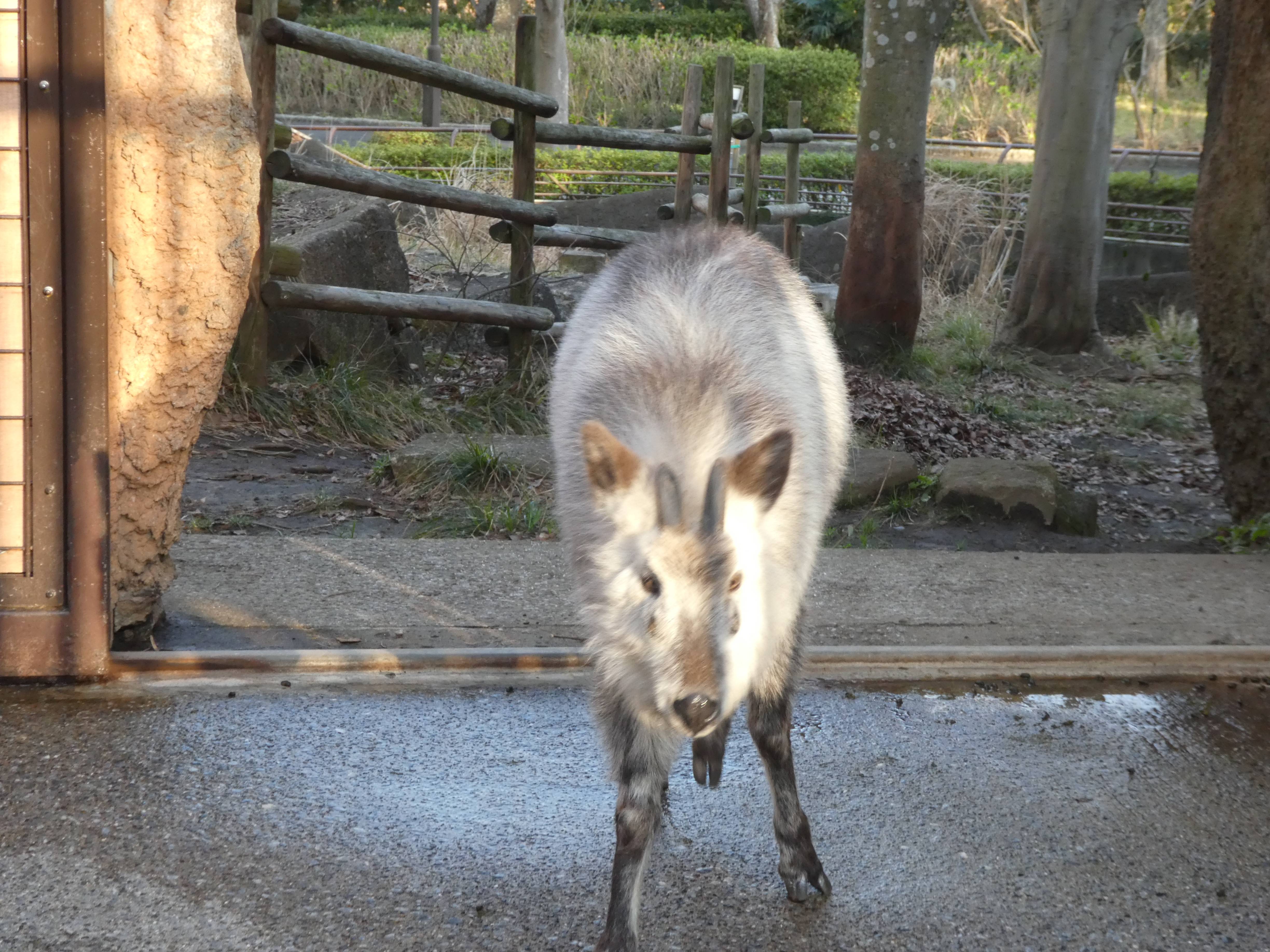 カモシカ black in green. 黒いカモシカも美しい。 Japanese serow shows