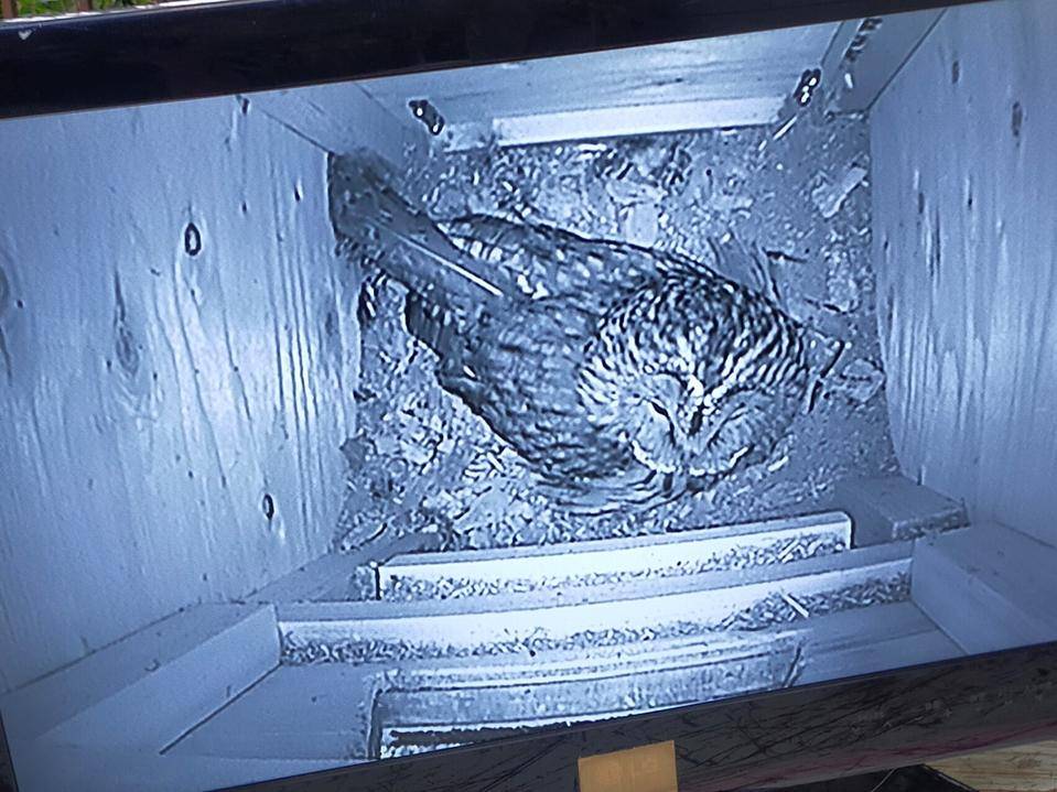 巣箱内のフクロウ.jpg