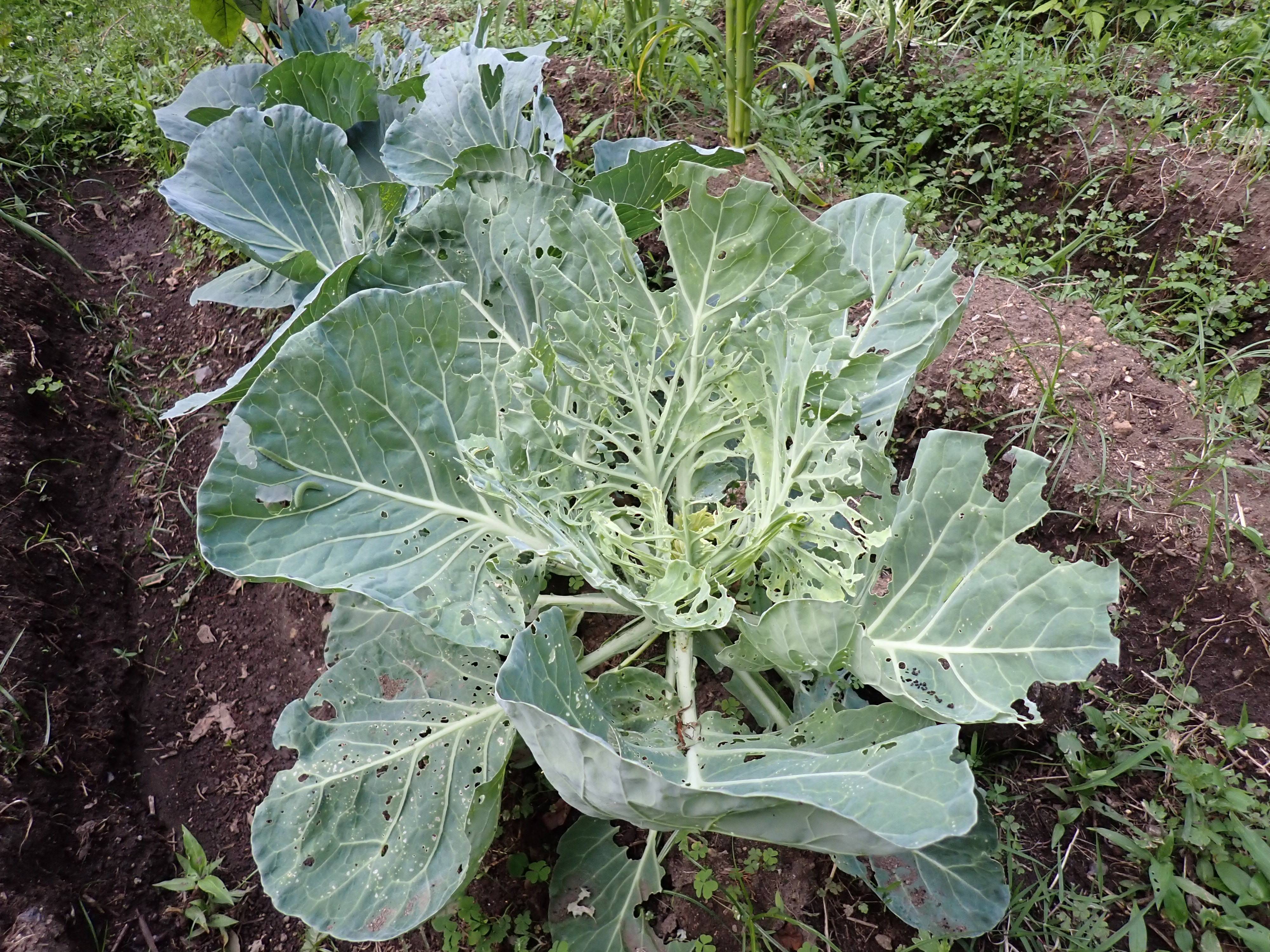 虫に食べられたキャベツ.jpg
