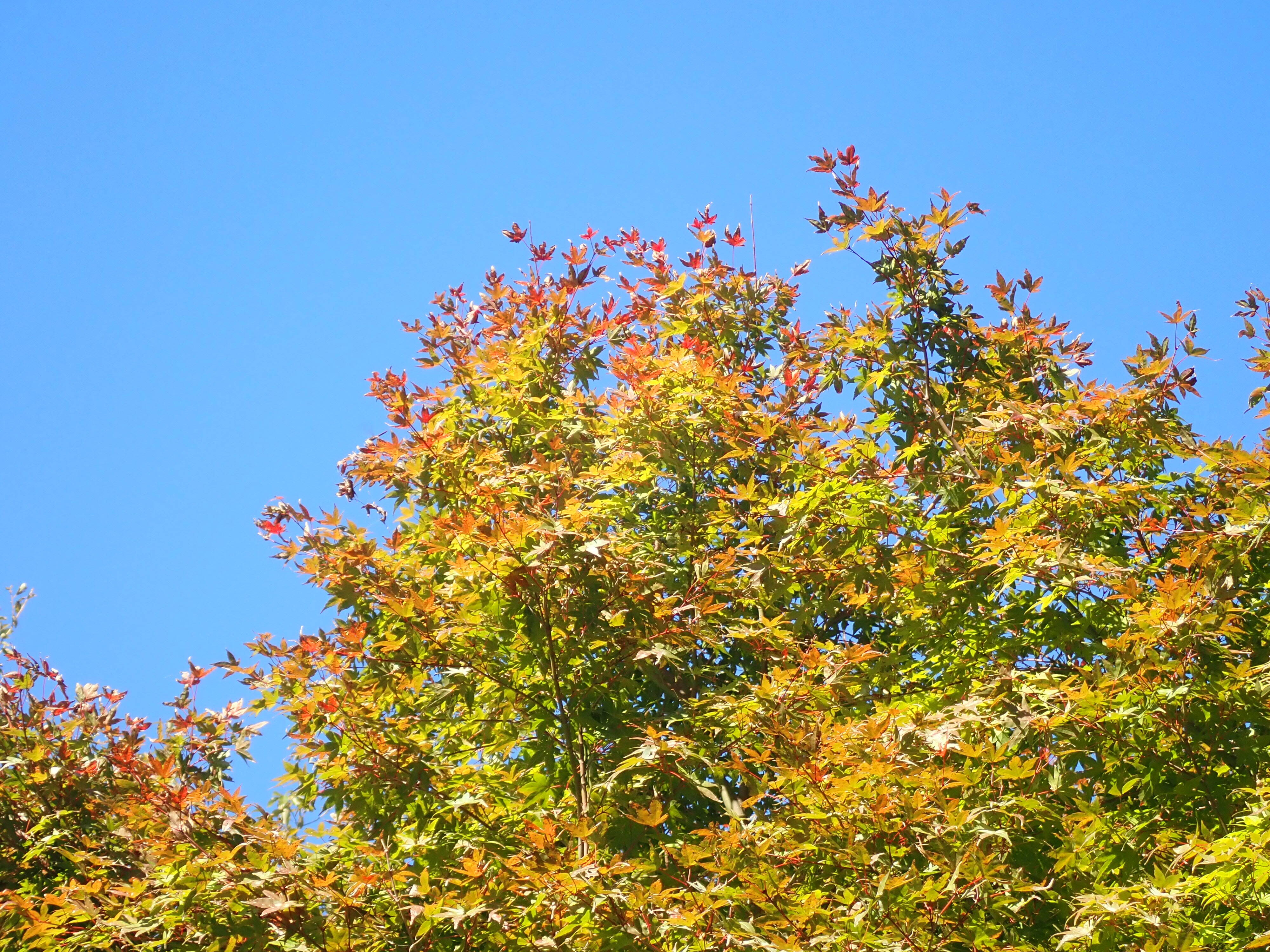 イロハモミジ (2).jpg