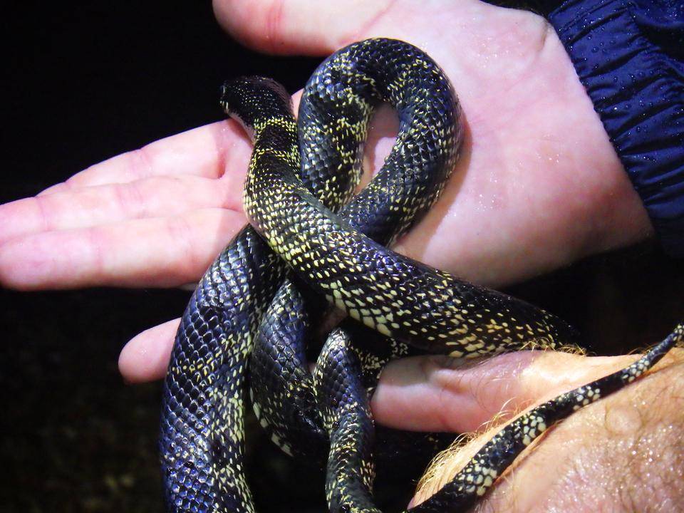 キングスネーク③.jpg