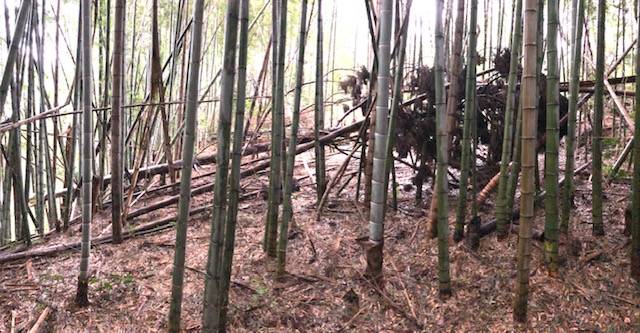 竹林 伐採 20,000円～ 竹林問題解決