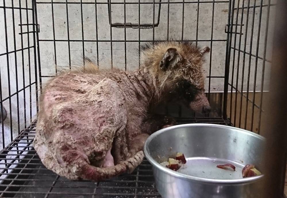 写真② 疥癬タヌキ(治療前).jpg