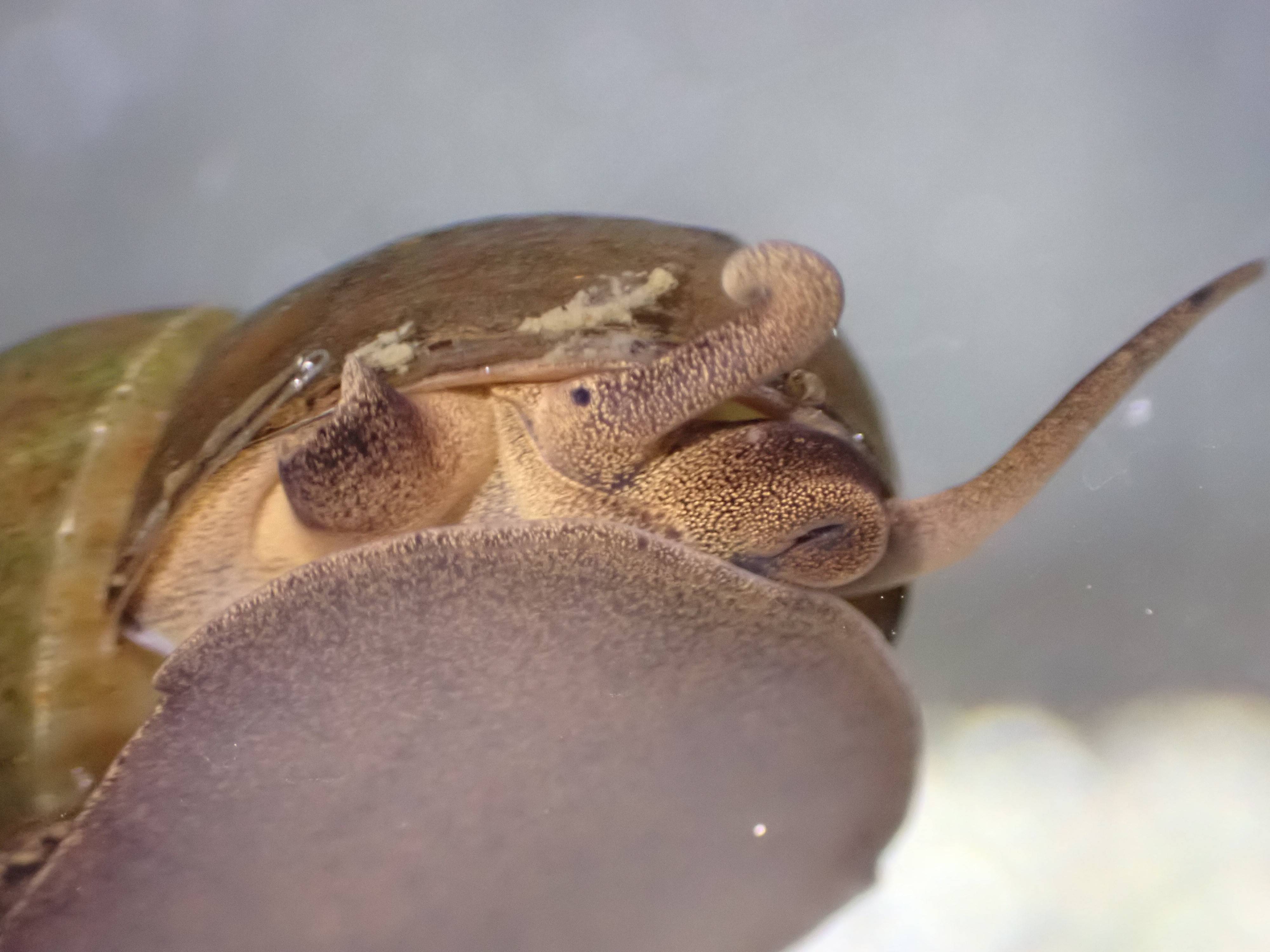 名前は知っているけれど ちっちゃないきものたち 金沢動物園公式サイト 公益財団法人 横浜市緑の協会