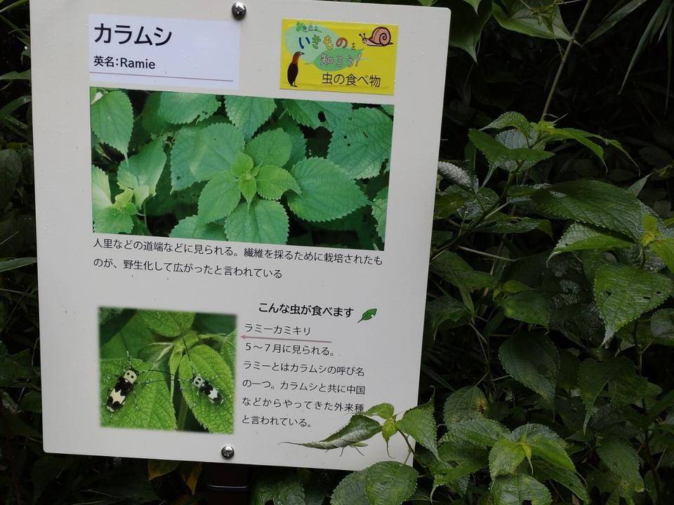 カラムシを食べる虫.jpg