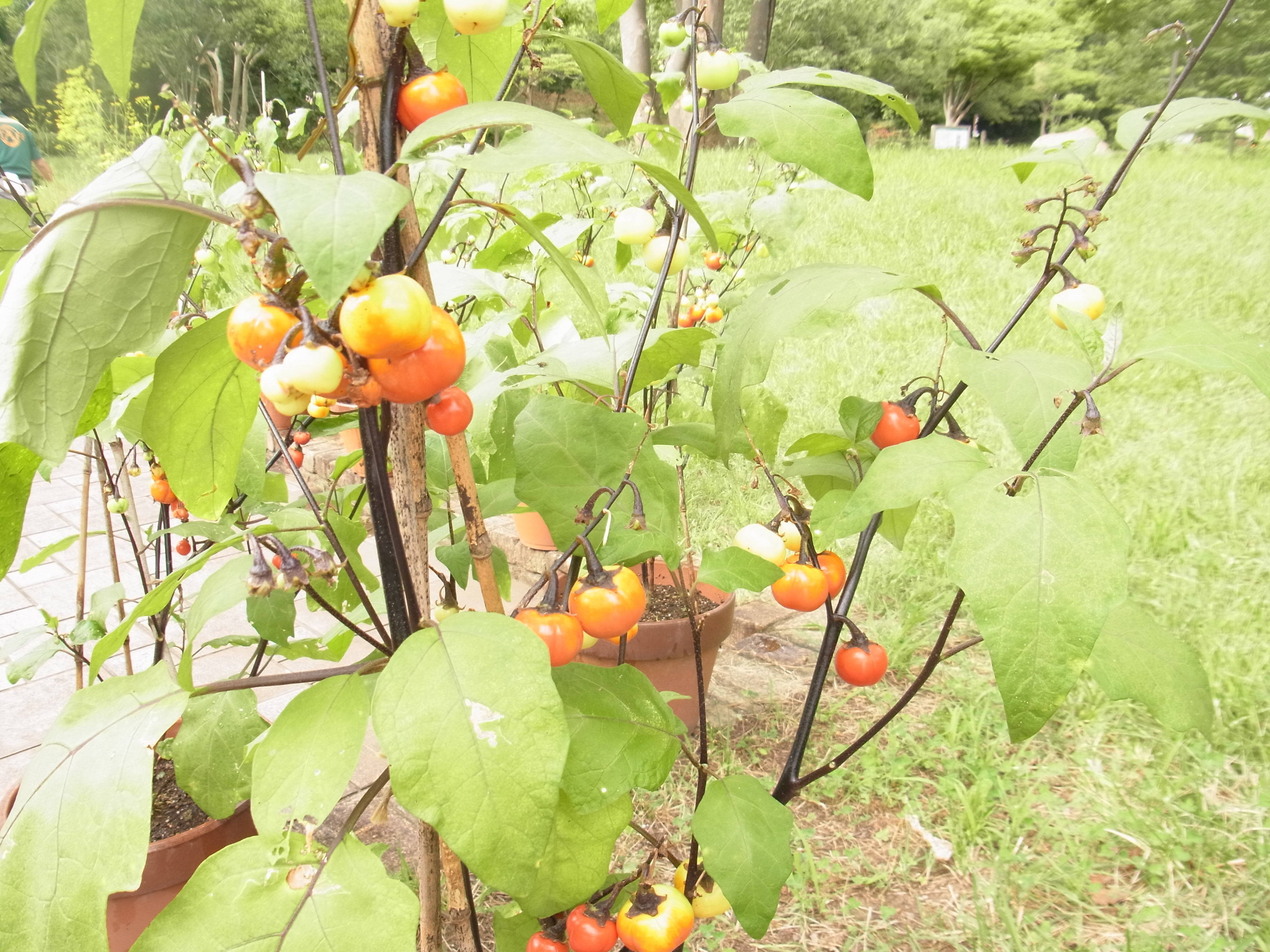 ha20170901 2センセーション.jpg