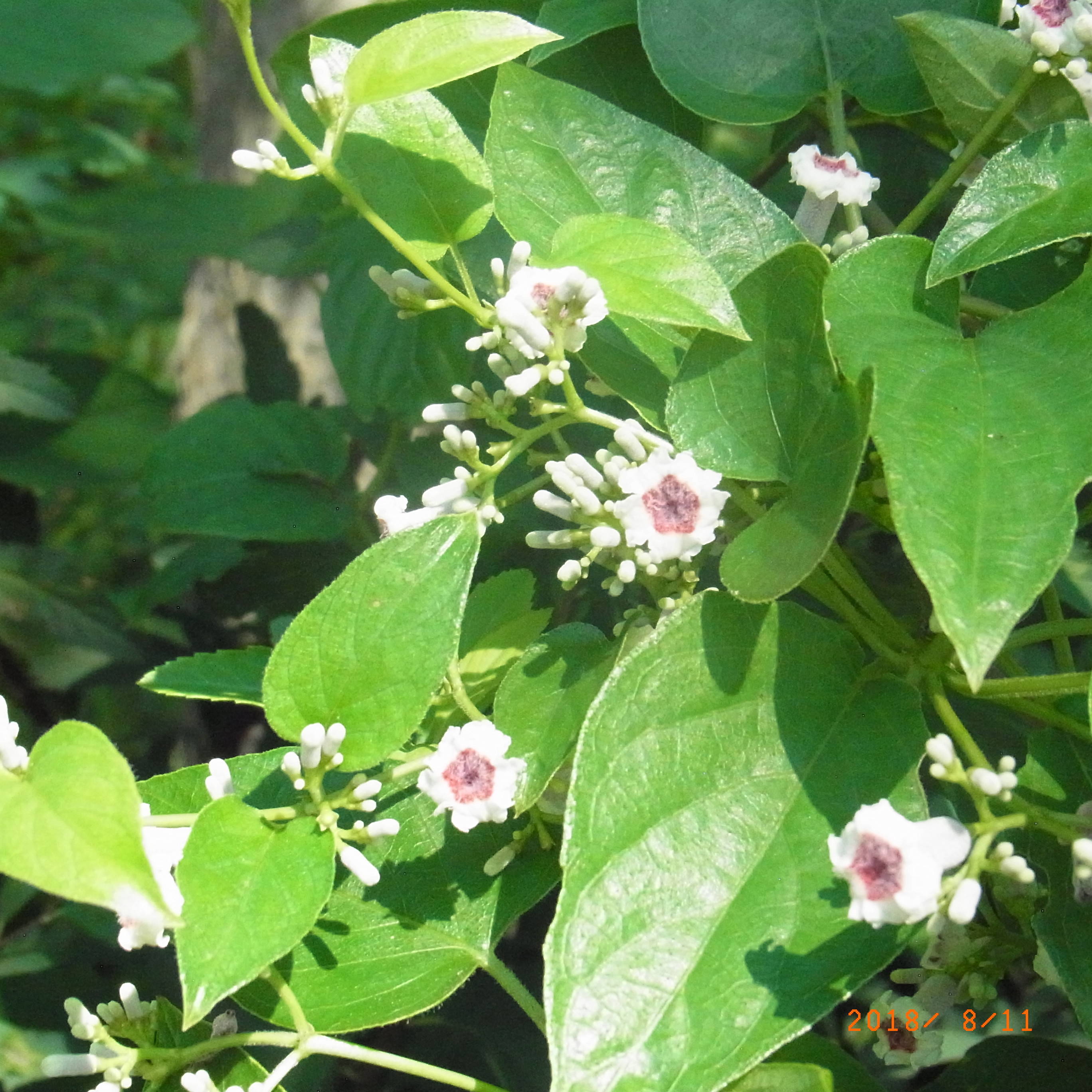 ⑥18.8.11ヘクソカズラ.jpg