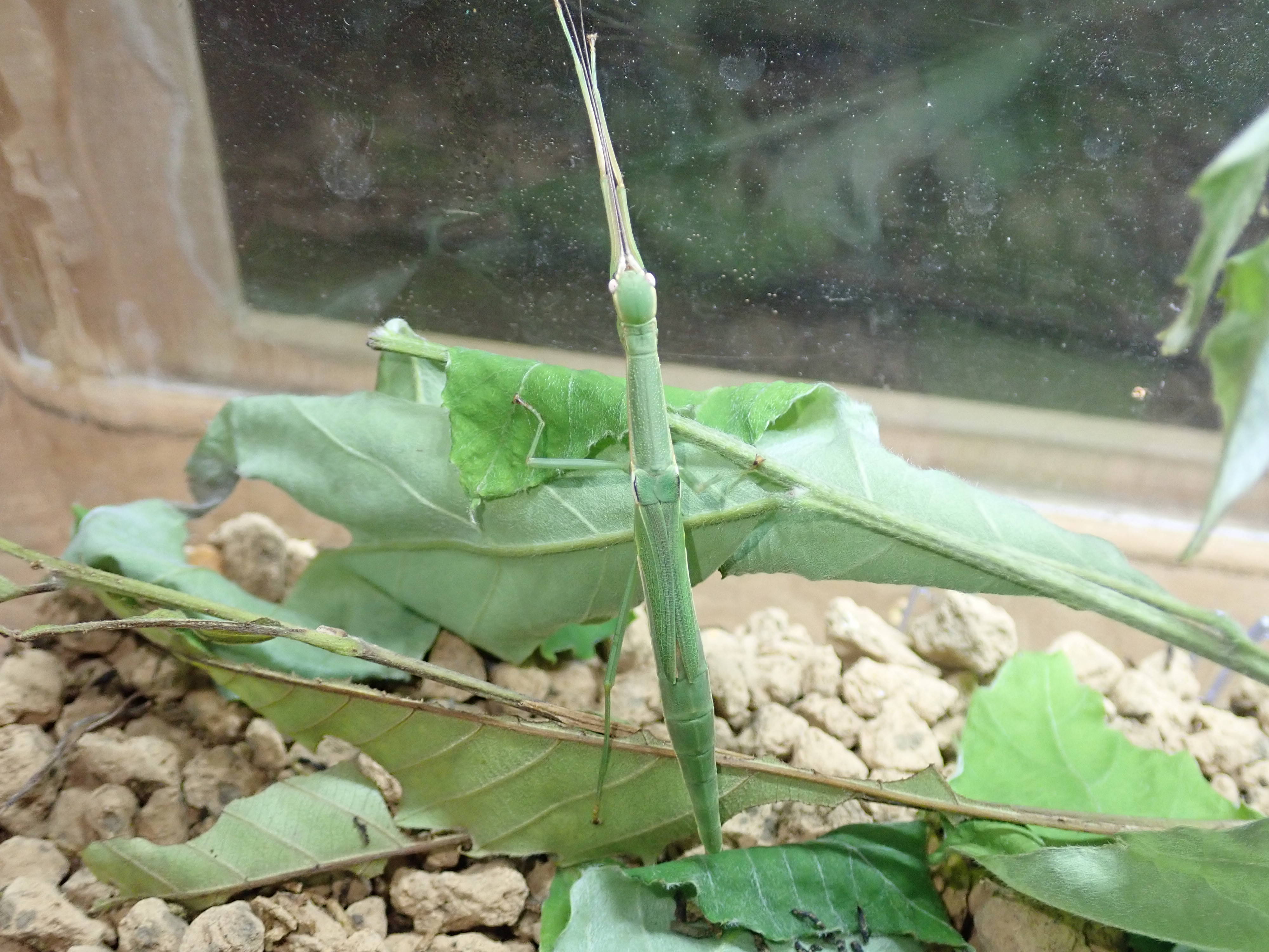 あなたの知らない むし 虫 カブトムシ 展 その２ ナナフシ3種そろいぶみ 身近な自然といろんないきもの 金沢動物園公式サイト 公益財団法人 横浜市緑の協会
