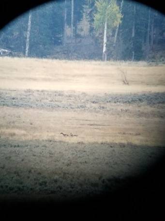 スコープ オオカミ.jpg