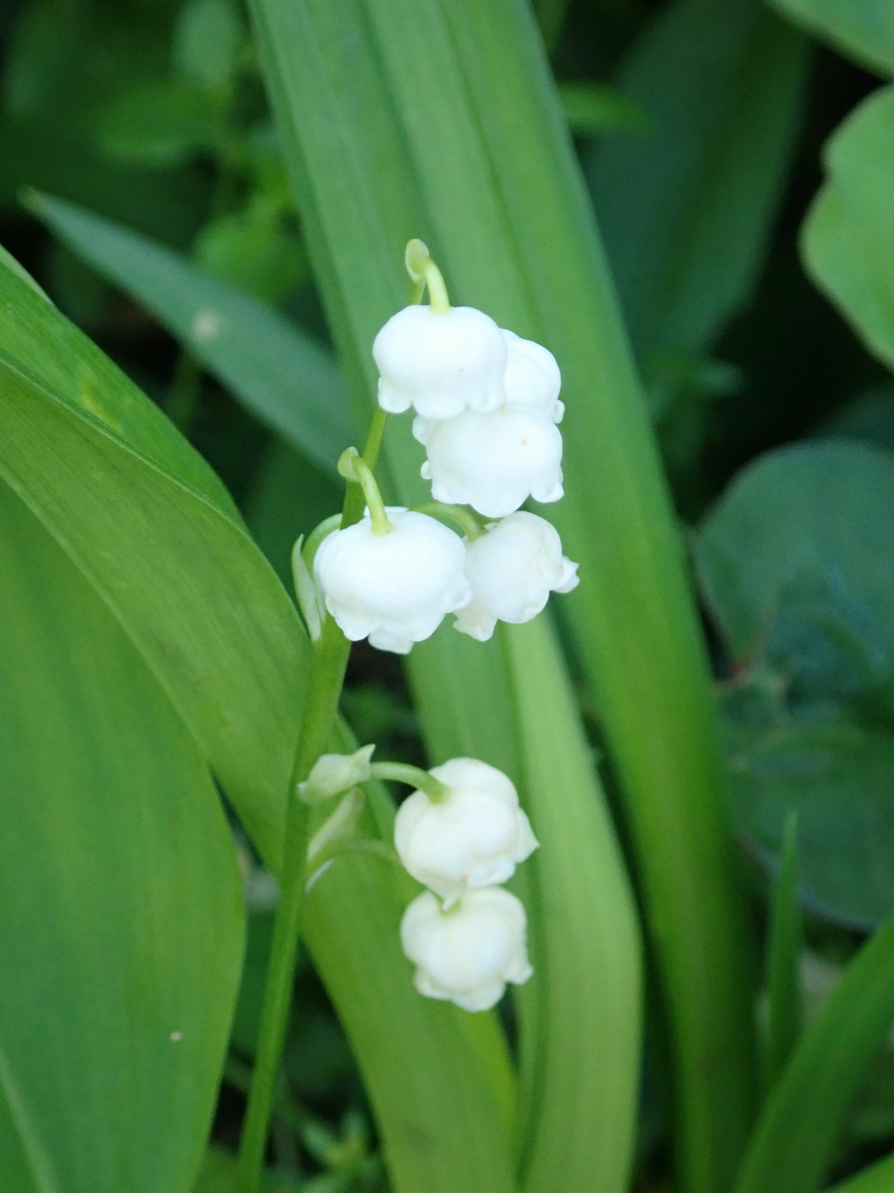 ha20190509-6 スズラン.jpg