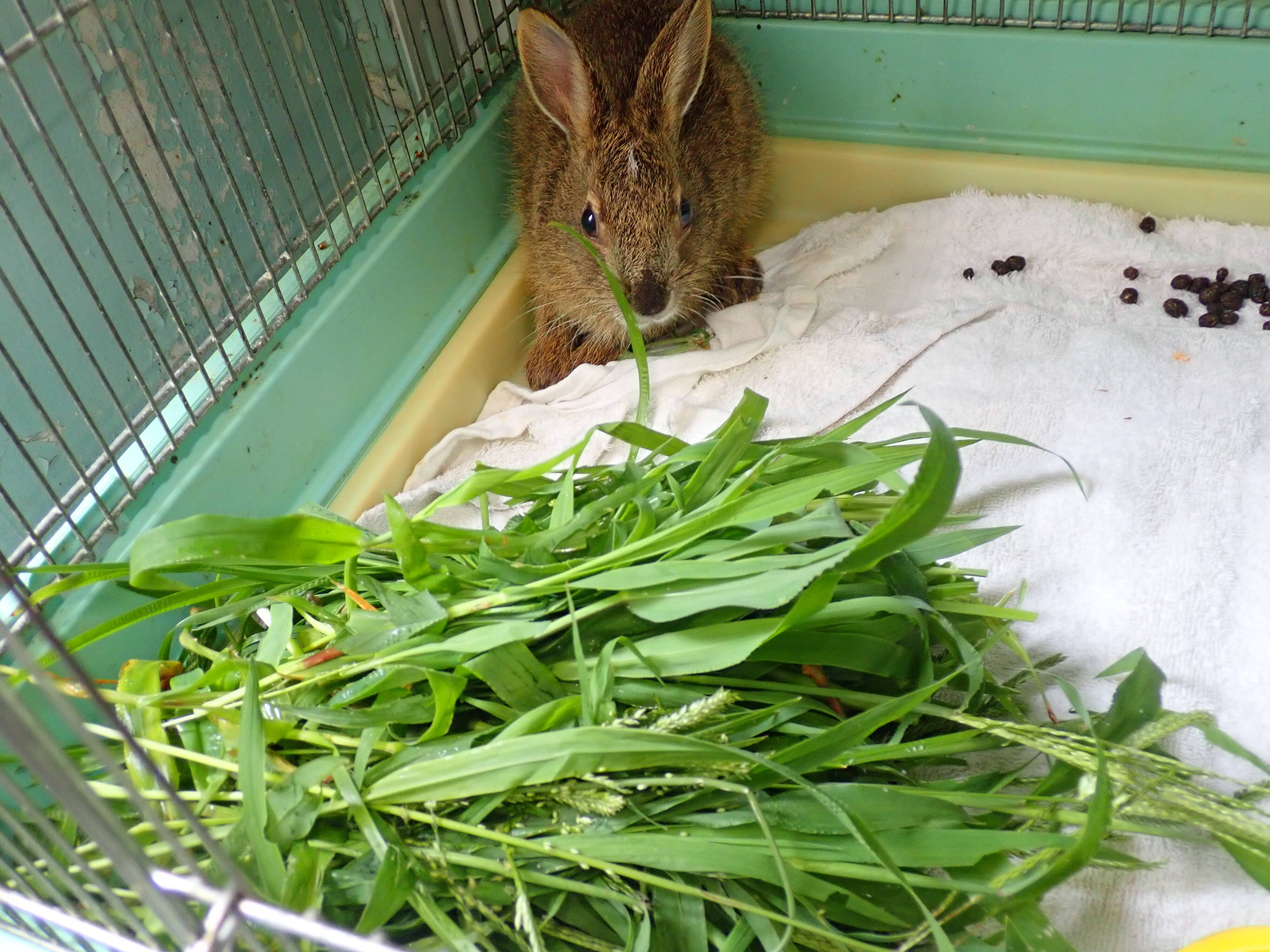こぼれ話 保護されたノウサギを育てています こぼれ話 金沢動物園公式サイト 公益財団法人 横浜市緑の協会 こぼれ話 保護されたノウサギを育てています こぼれ話 金沢動物園公式サイト 公益財団法人 横浜市緑の協会