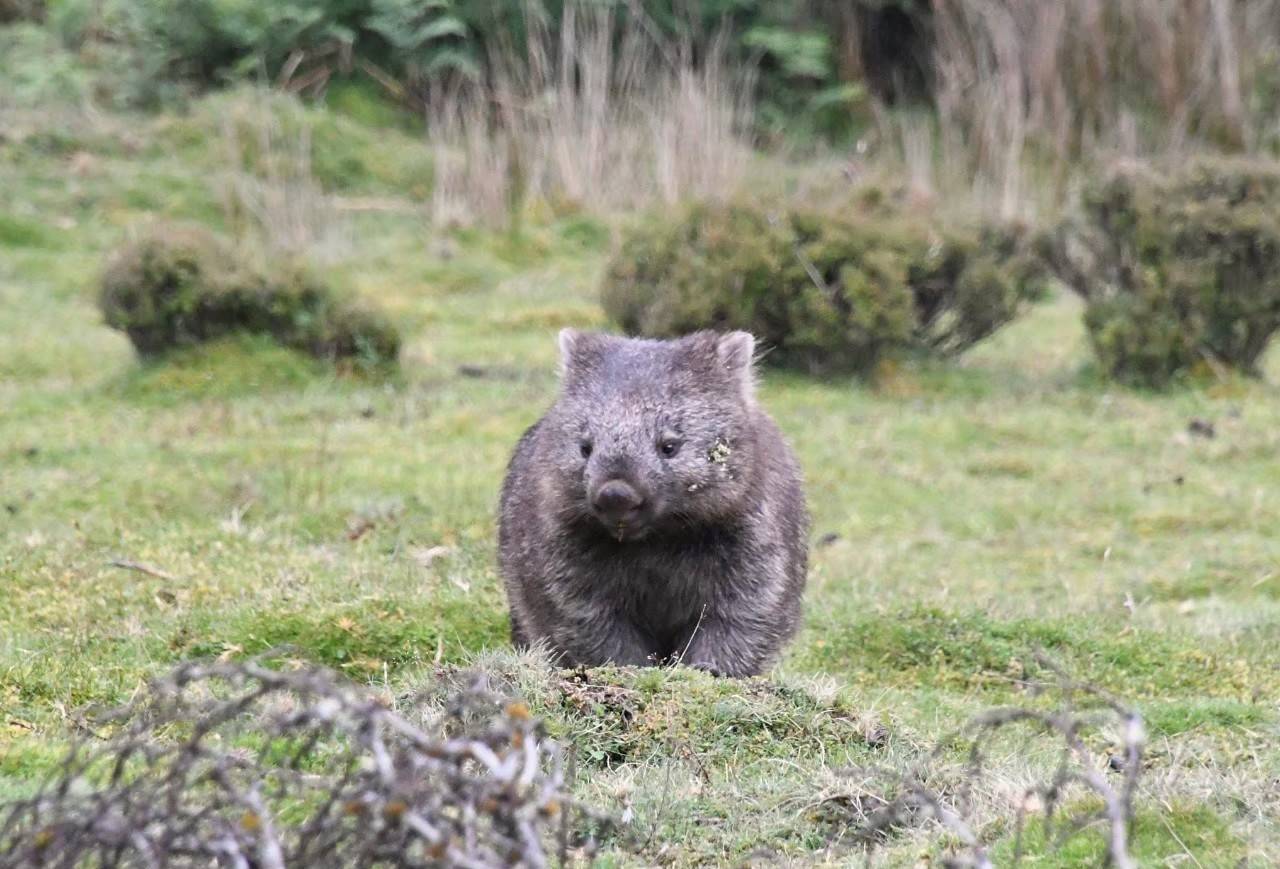 ブログ De トラベル 野生のオーストラリアの動物に会いに ウォンバット後編 こぼれ話 金沢動物園公式サイト 公益財団法人 横浜市緑の協会