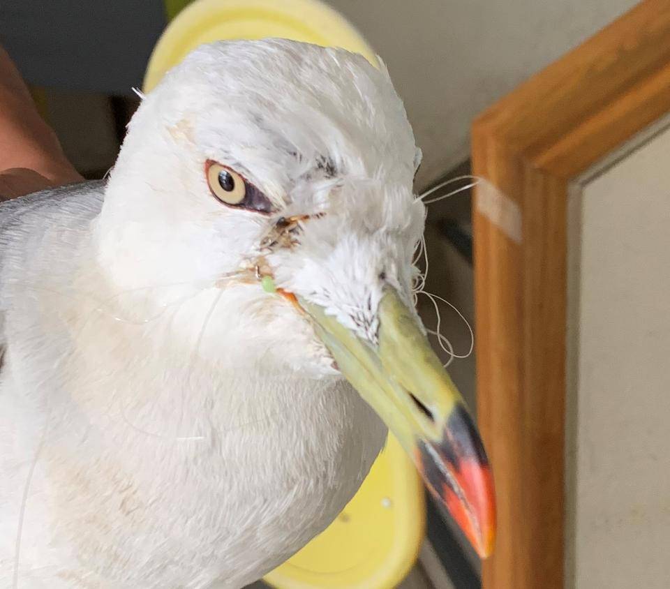 釣り糸が口から出たウミネコ.jpg