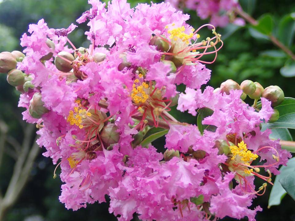 夏の花サルスベリ|花情報｜ブログ|金沢動物園公式サイト｜公益