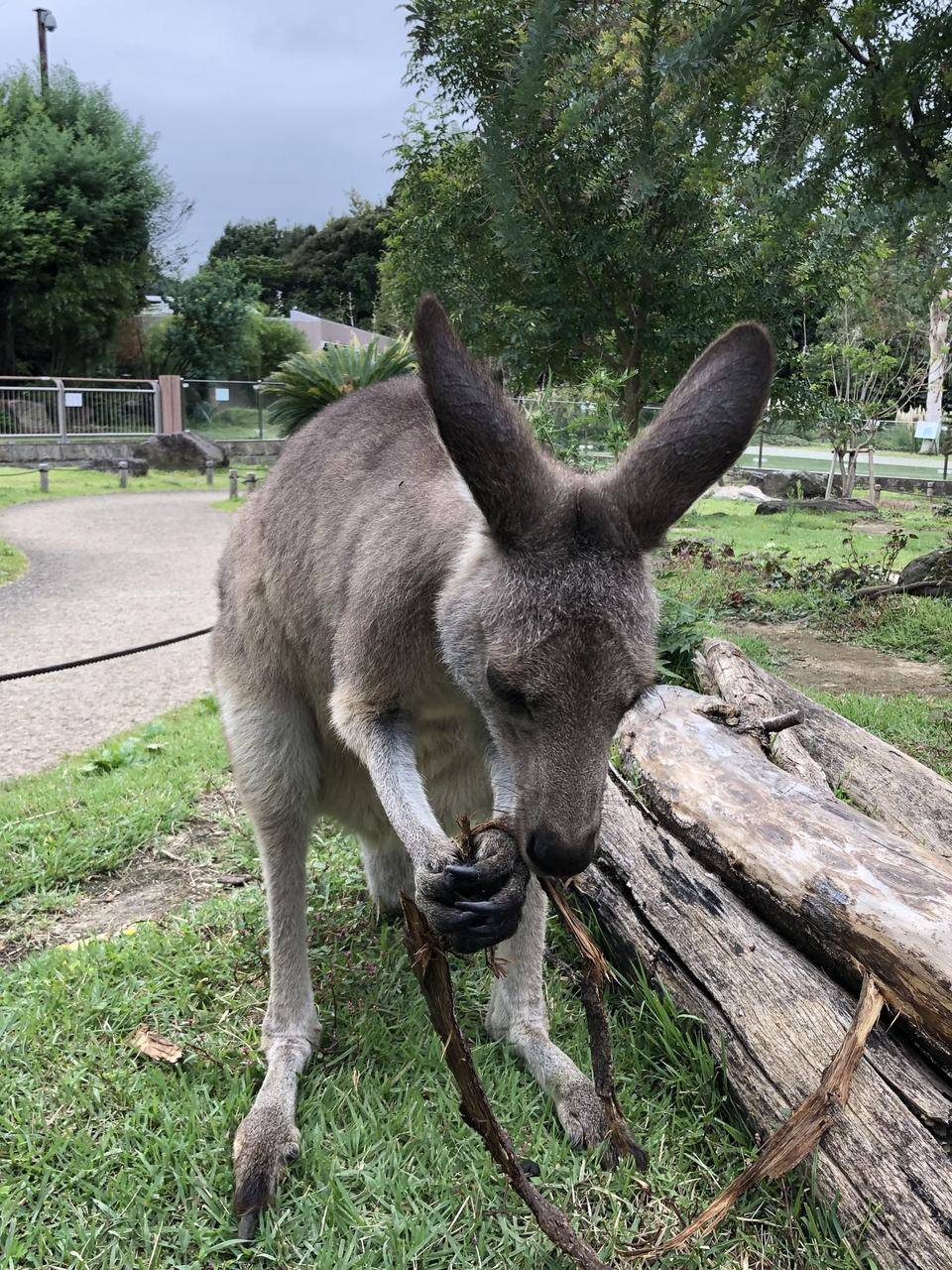 通路近くのカンガルー .jpg