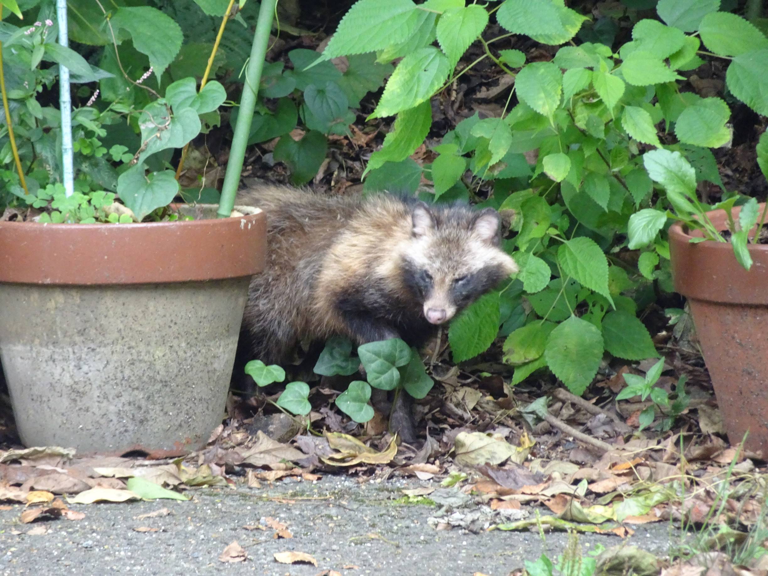 タヌキ は 何 科 の 動物 で しょう